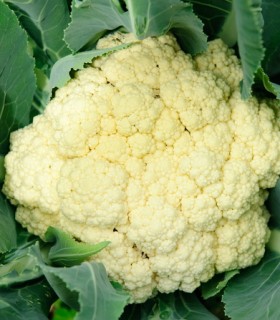cauliflower