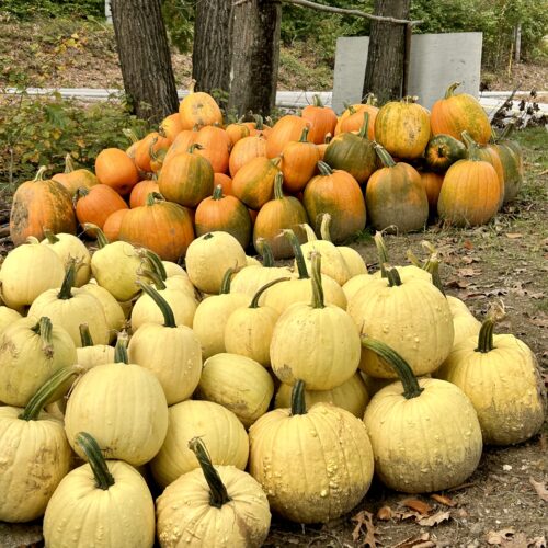Who Knew There Were Yellow Pumpkins?