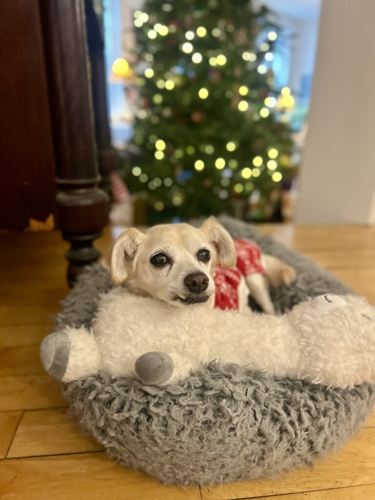 A dog lying in a dog bed