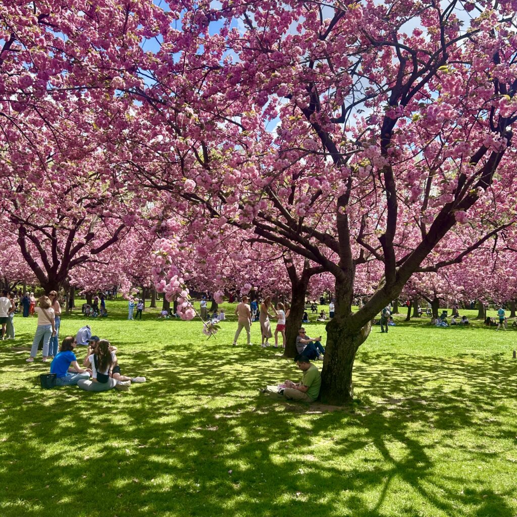 People sitting on grass under trees with pink flowers