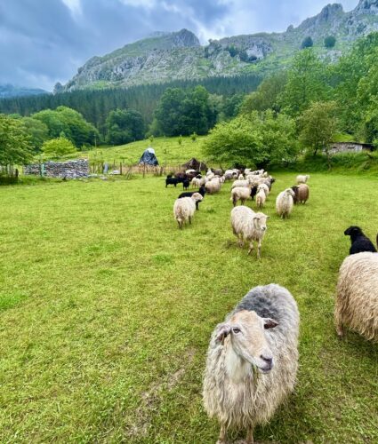 I Got to Hang Out with the Sheep