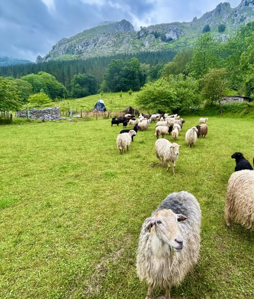 A group of sheep in a field