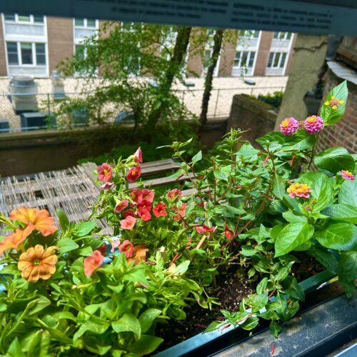 My Window Boxes