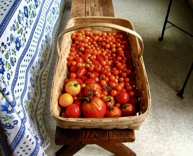 A basket of tomatoes on a bench