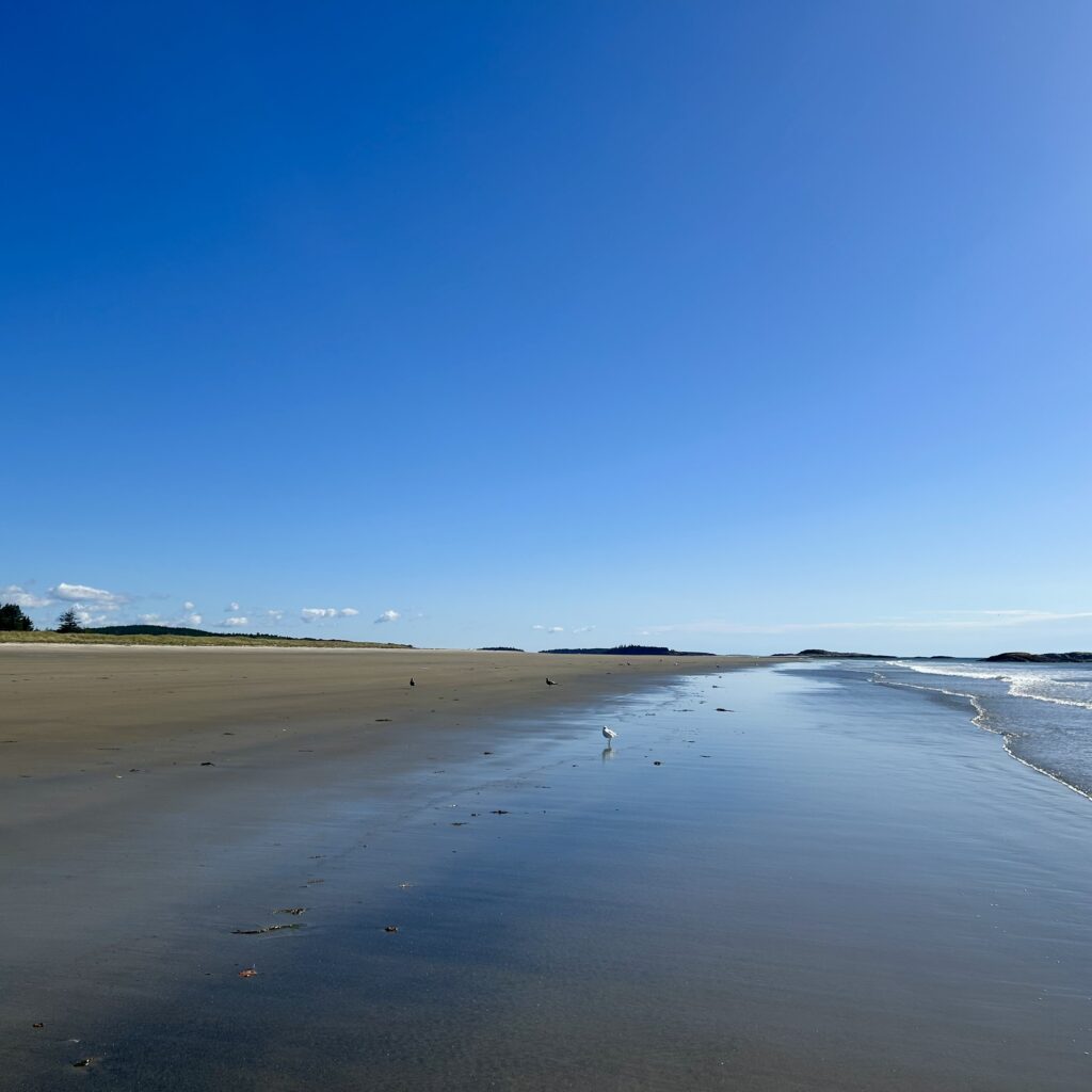 A beach with water and trees